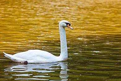 《真女神转生5》恶魔介绍：邪恶马匹双角兽